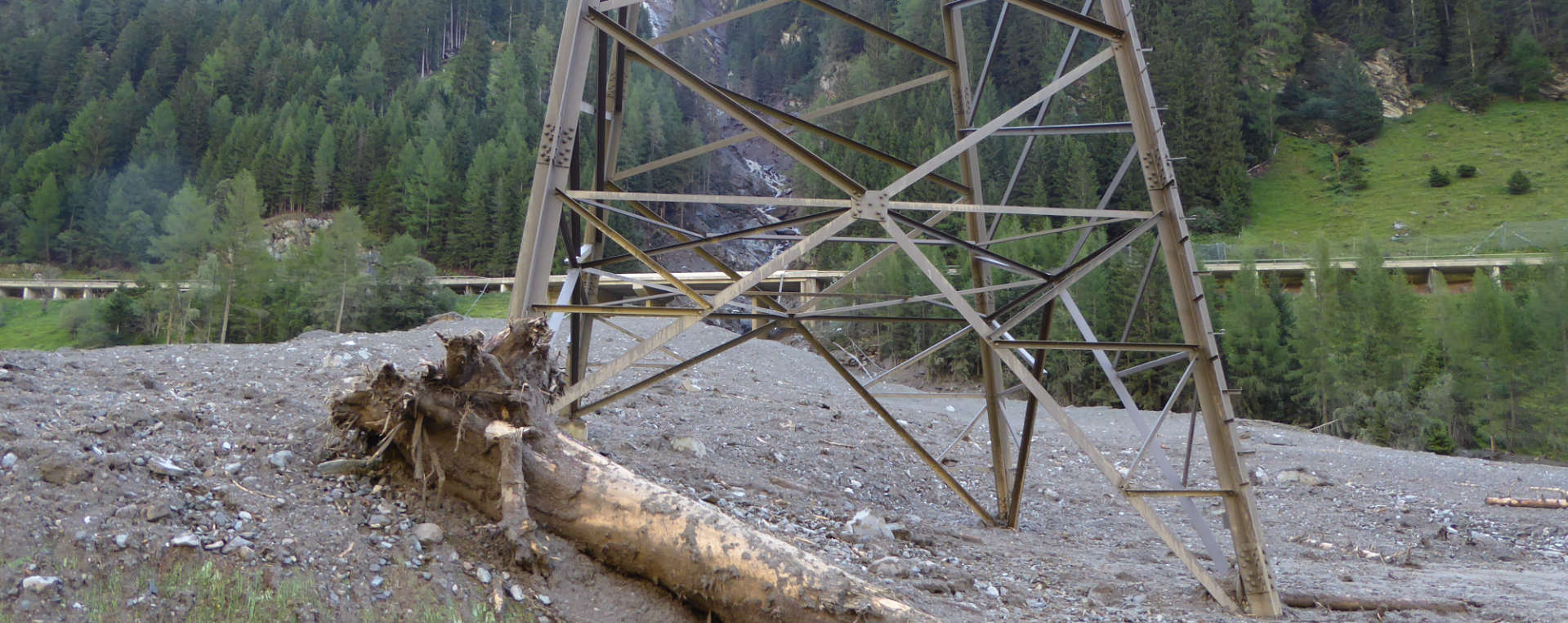 Tree trunk that damaged a power pole